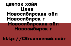 цветок хойя  scotid lif › Цена ­ 150 - Новосибирская обл., Новосибирск г.  »    . Новосибирская обл.,Новосибирск г.